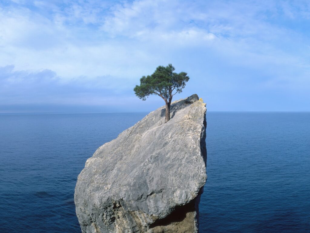 Tree on a very small stone island